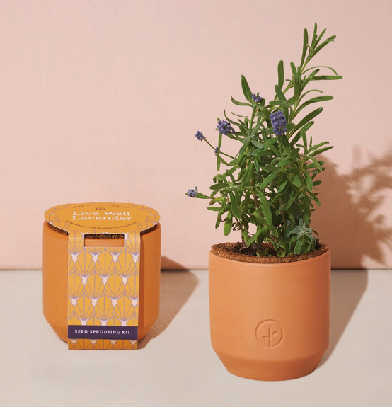 Tiny Terracotta Kit - Live Well Lavender
